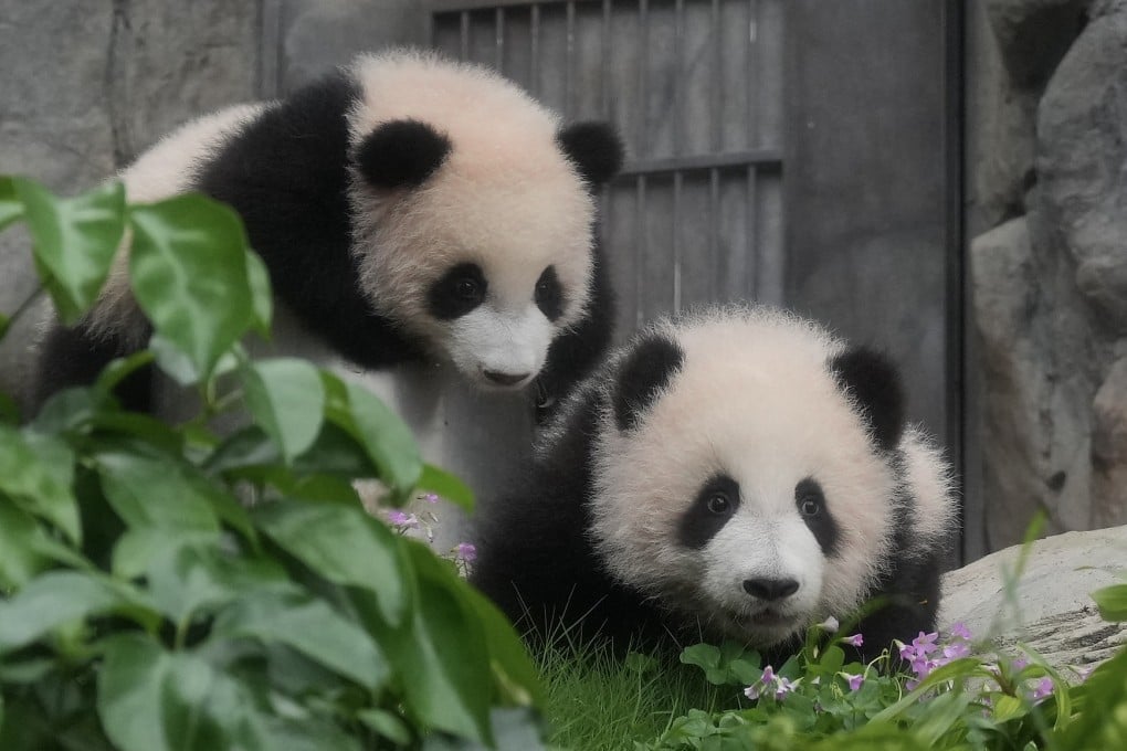 “Elder Sister” (left) and “Younger Brother” are set to meet the Hong Kong public on February 16. Photo: May Tse