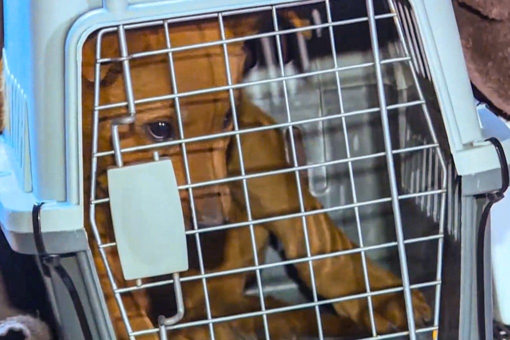 A two-month-old puppy was also discovered alive at the scene. Photo: Cable TV News