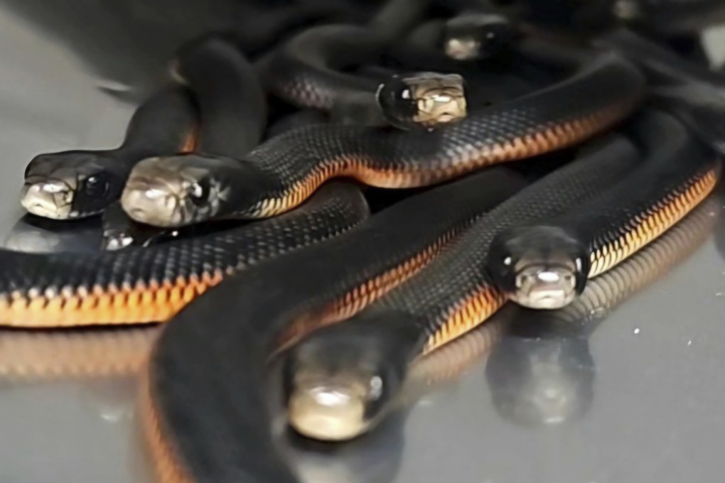 Red-bellied black snakes are contained in a bucket after 102 of the reptiles were captured in Sydney yard on January 31. Photo: Cory Kerewaro via AP