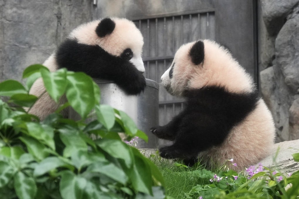 Panda twins “Elder Sister” (left) and “Younger Brother” roam their habitat ahead of their public debut. Photo: May Tse