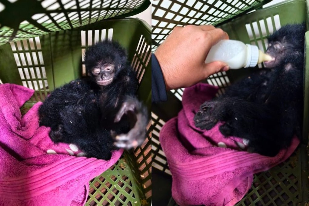 One of several baby siamang gibbons intercepted by Indian customs officers at Mumbai’s Chhatrapati Shivaji Maharaj International Airport during a check last week. Photo: X/Mumbai Customs