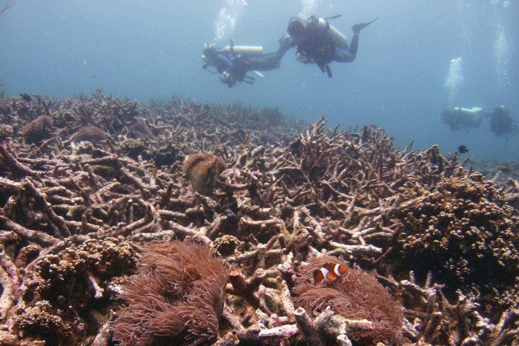 Divers swim above damaged staghorn corals off Malaysia’s Tioman island in the South China Sea. Photo: Reuters