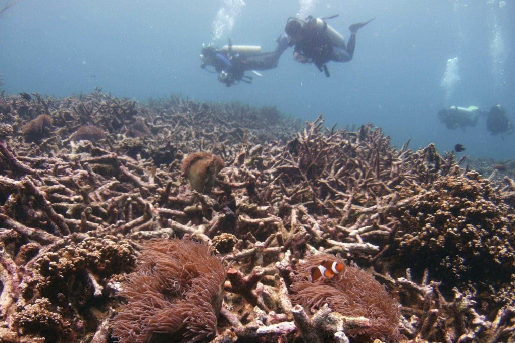 Divers swim above damaged staghorn corals off Malaysia’s Tioman island in the South China Sea. Photo: Reuters