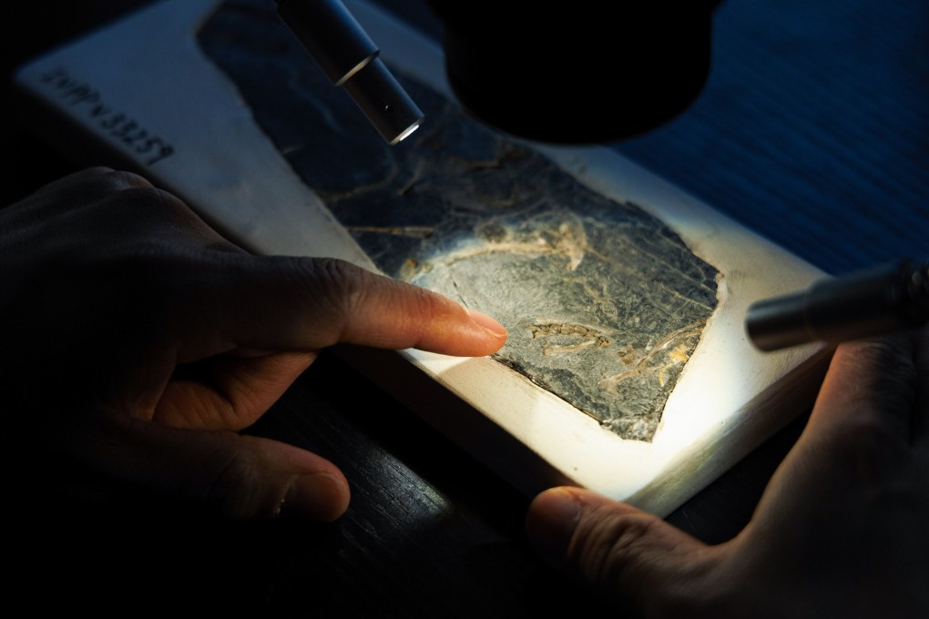 Penemuan Fosil Burung Tertua Ungkap Evolusi Dinosaurus ke Burung