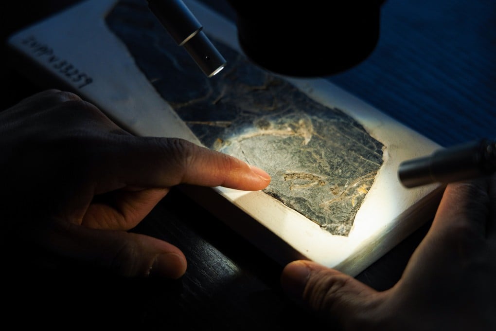 Penemuan Fosil Burung Tertua Ungkap Evolusi Dinosaurus ke Burung