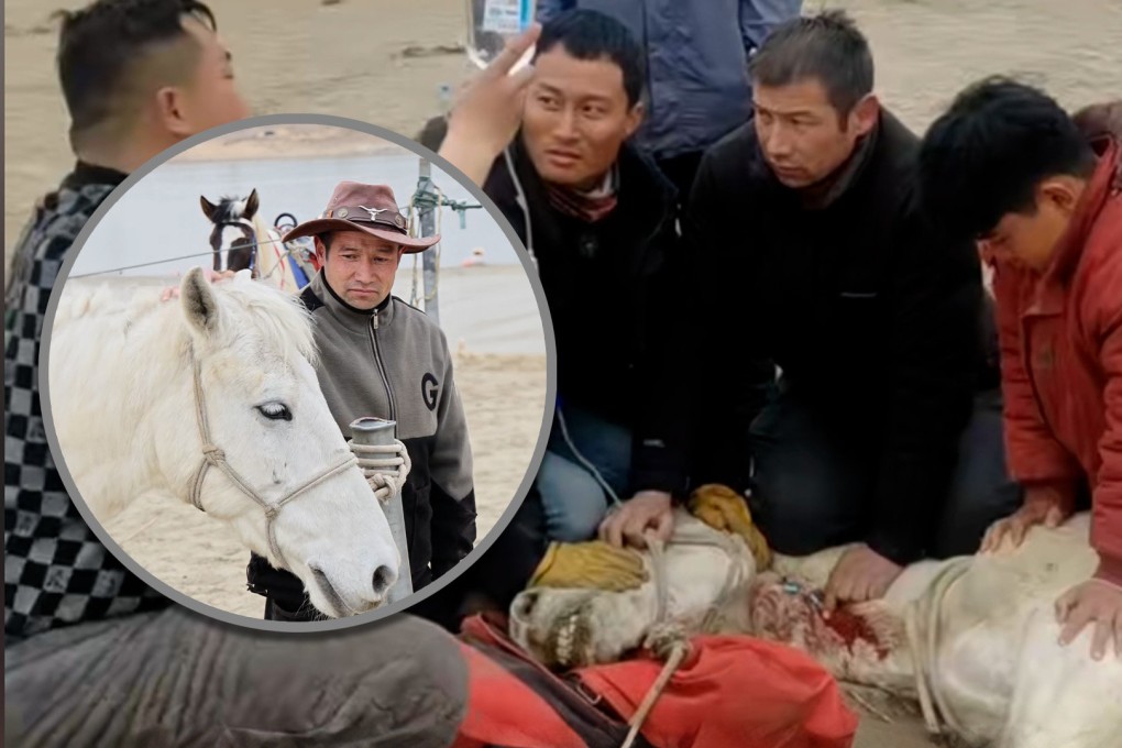 A white horse in China that died after it helped save a drowning man is to have a statue of it erected in its honour. Photo: SCMP composite/Douyin