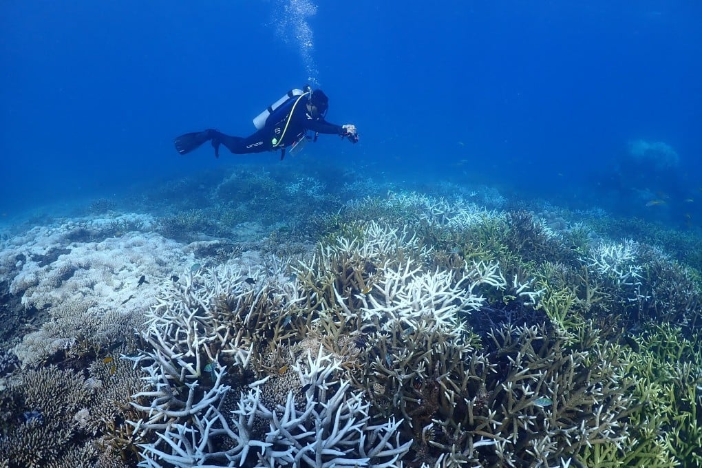 A diver documents the extent of coral bleaching on a reef in Malaysia. Photo: Reef Check Malaysia
