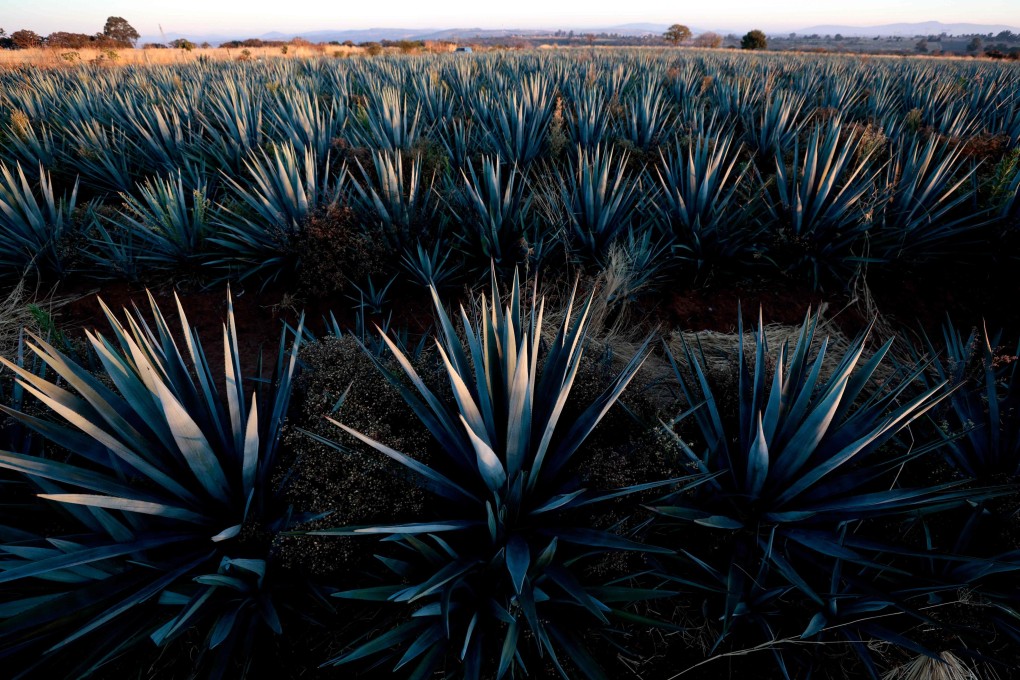 An agave plantation in Jalisco state, Mexico. Growing demand for tequila, and thus for its key ingredient agave, prompted a rise in production of the spiky plant. Now oversupply means farmers are selling below cost, as US tariffs on imports from Mexico loom. Photo: AFP
