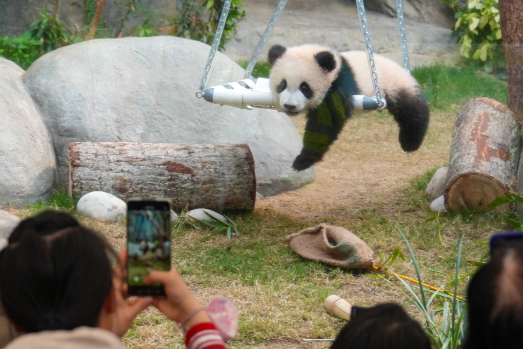 The public meets the city’s panda cubs for the first time. Photo: Sam Tsang