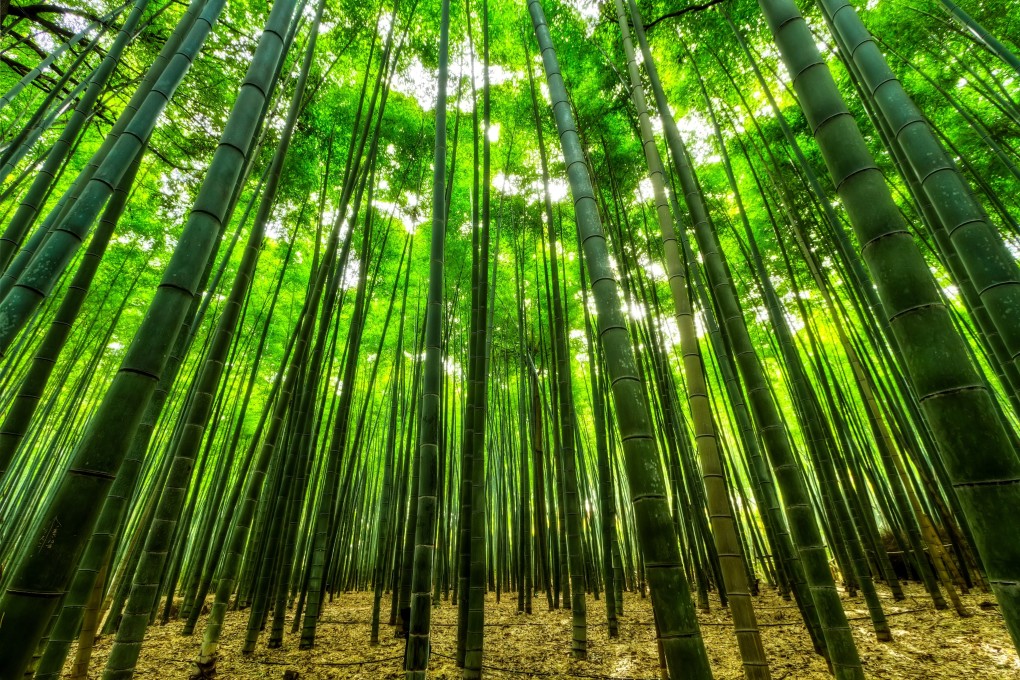 Bamboo is known for its rapid growth and high strength. Photo: Shutterstock Images