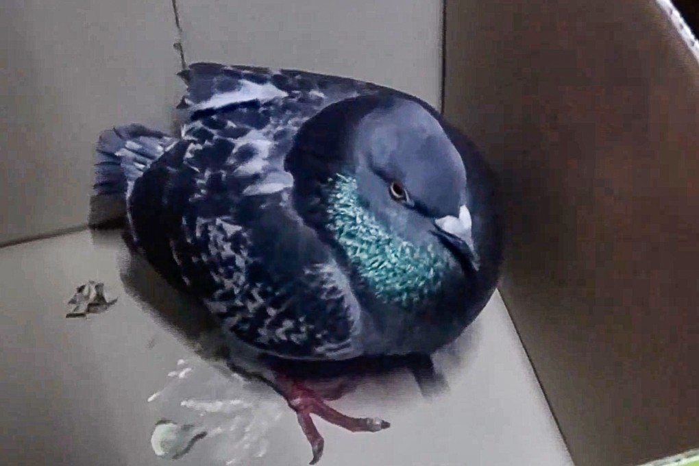 A screengrab of footage of the injured pigeon discovered in To Kwa Wan on Sunday evening. Photo: Cable TV