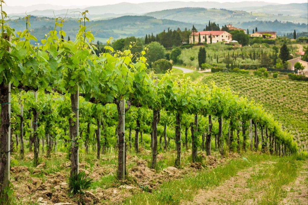 A vineyard in Tuscany, Italy. As well as world-famous wine hubs, regions in Croatia, Bulgaria and elsewhere will benefit from a wine tourism boom. Photo: Shutterstock