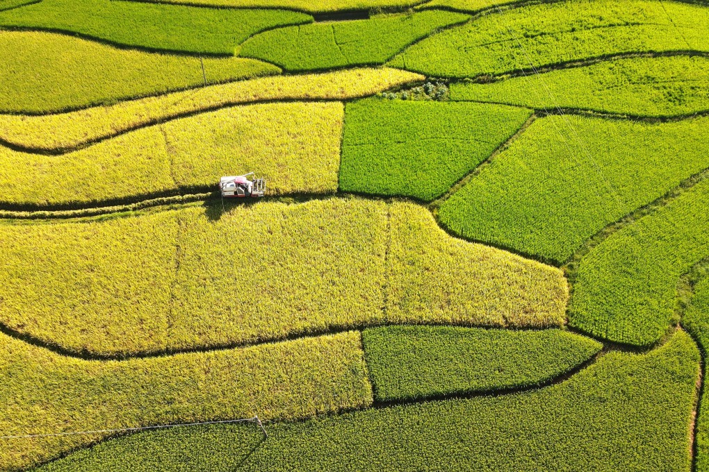 China is cultivating new agricultural varieties, including rice (pictured), as it strives for seed self-sufficiency and food security. Photo: Xinhua