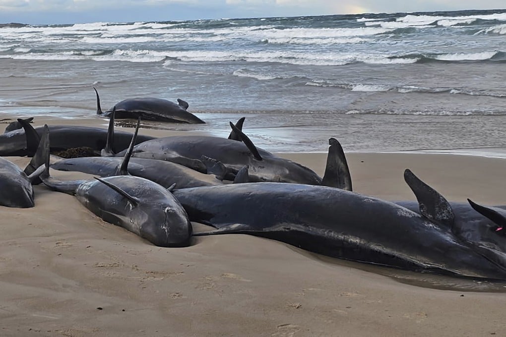 False killer whales are stranded on a remote beach in Australia’s island state of Tasmania on February 19. Photo: AP