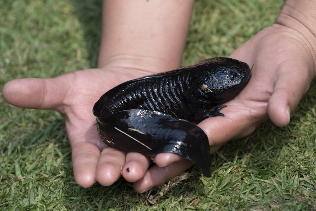 The axolotl’s skin is usually dark to mimic stones – though an albino, pinkish variety can be bred – and they can stay still for hours. Photo: AP