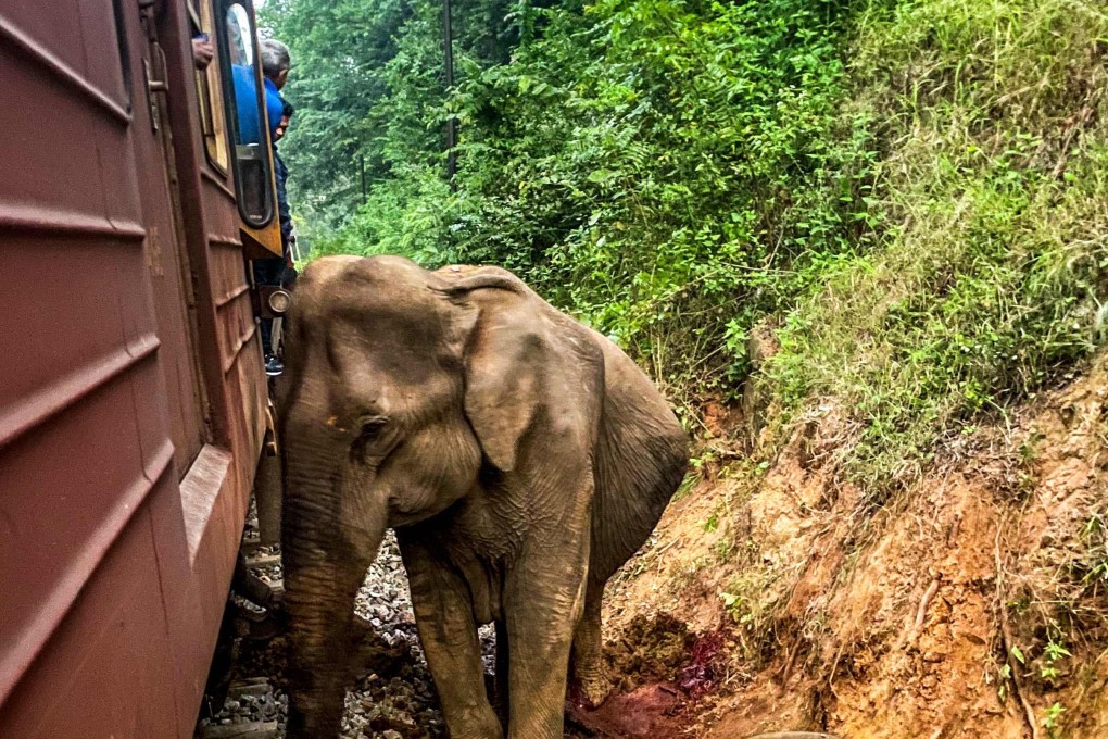 The animal deaths come days after the authorities expressed concern over the growing impact of conflict between humans and elephants in Sri Lanka. Photo: AFP