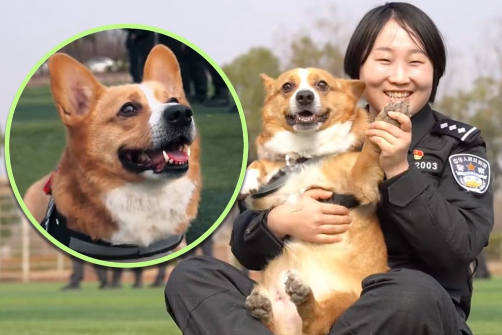 An adorable six-year-old dog is aiming to become China’s second corgi cop. Photo: SCMP composite/QQ.com