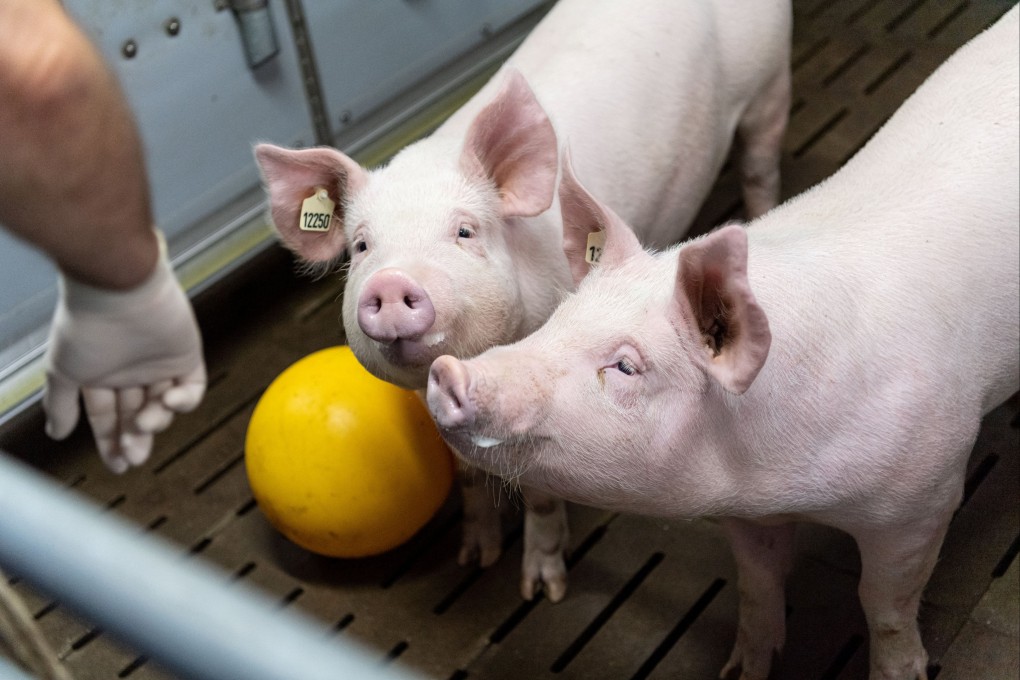 Genetically altered pigs are being bred as organ donors for humans in Germany (above) and the United States, which has recently approved pig kidney transplants for human patients. Photo: Reuters