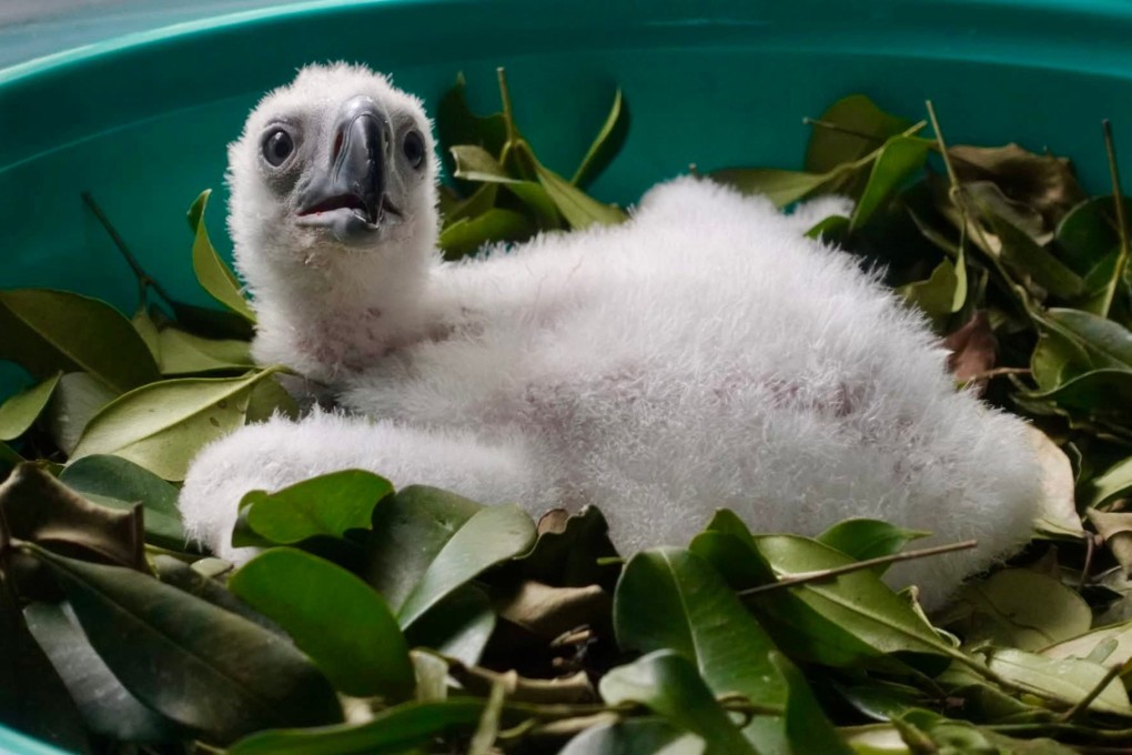 Riley is the first Philippine Eagle chick to be hatched without human intervention. Photo: Philippine Eagle Foundation