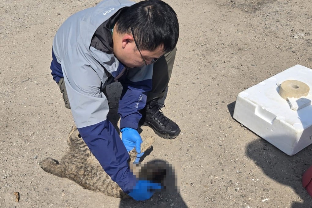 Police have launched an investigation after a cat was found dead with its head covered in a sock in Sheung Shui. Photo: Handout