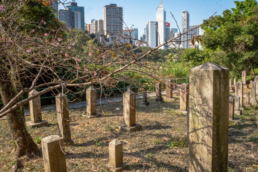 Cherry blossom trees in the Hong Kong Cemetery’s Japanese Section, Happy Valley, Hong Kong. 10FEB25 SCMP / Alexander Mak