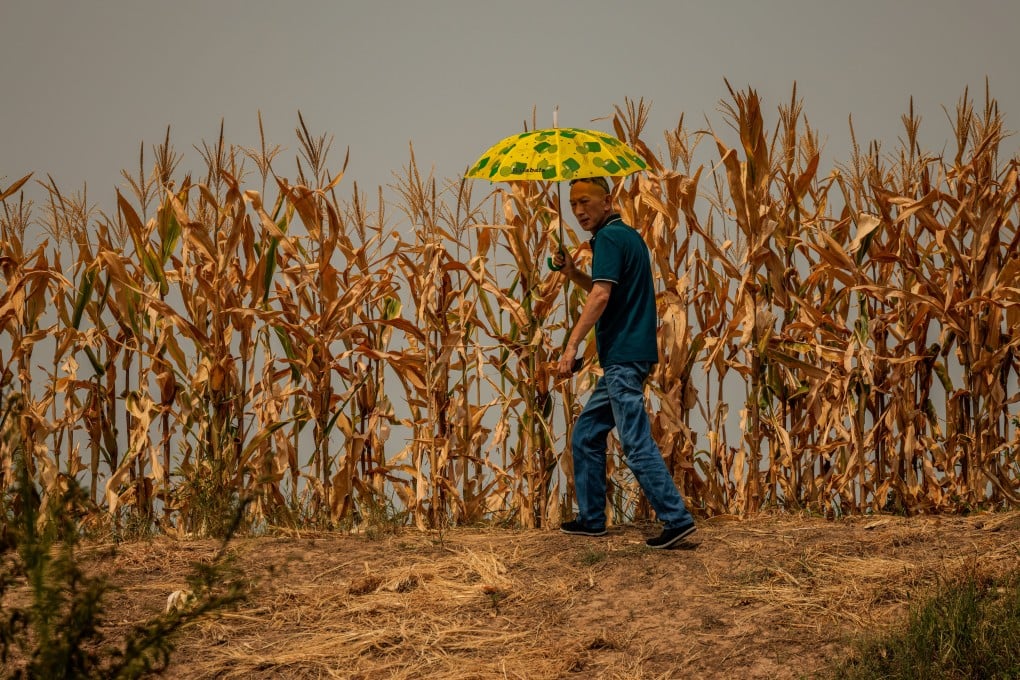 Rising temperatures are expected to raise challenges for cropping in China. Photo: EPA-EFE