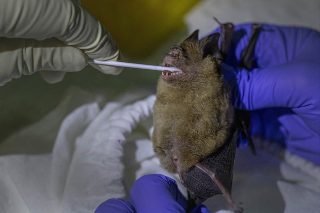 A researcher swabs a bat’s mouth at Sai Yok National Park, west of Bangkok, Thailand, in July 2020. There have long been concerns about diseases jumping from animals to humans in places where wild animals are popularly eaten. Photo: AP
