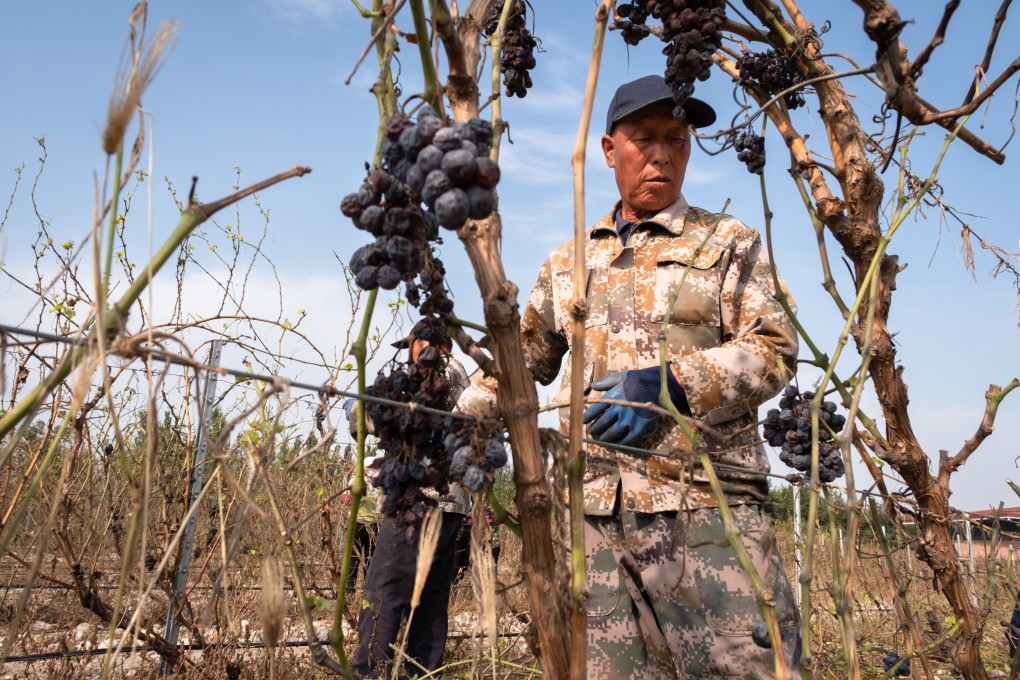 Workers from southern Ningxia are the main labour force employed in the treatment of Ningxia’s vineyards. Photo: Chan Kit Yeng