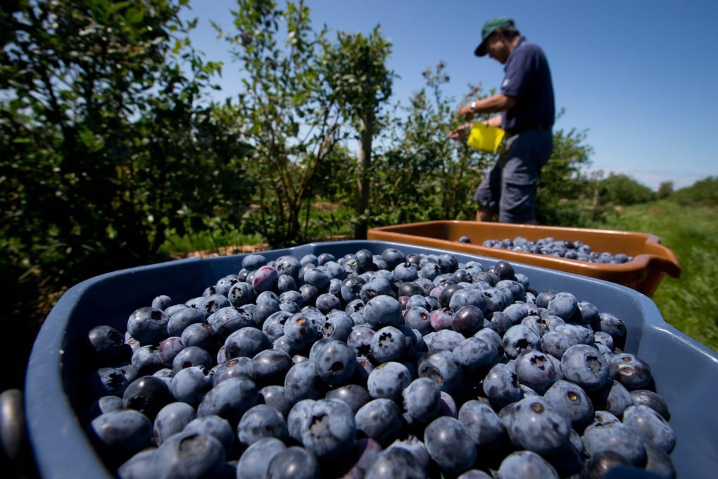 Blueberries, the relatively expensive “superfruit” touted for their health benefits, have become a highly durable consumer good among China’s middle class. Photo: AP