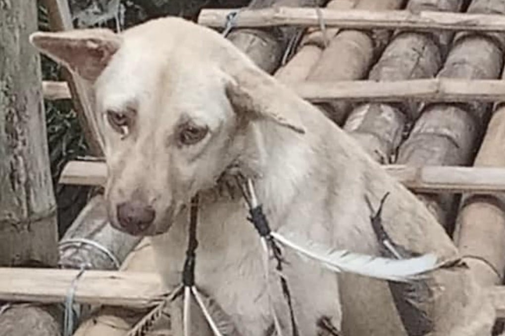 The plight of a dog attacked with arrows in the Philippines has sparked widespread outrage. Photo: Facebook/MyTV Cebu