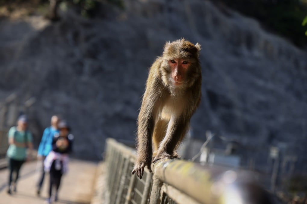 The man was injured by wild monkeys in Kam Shan Country Park in late February last year. Photo: Dickson Lee