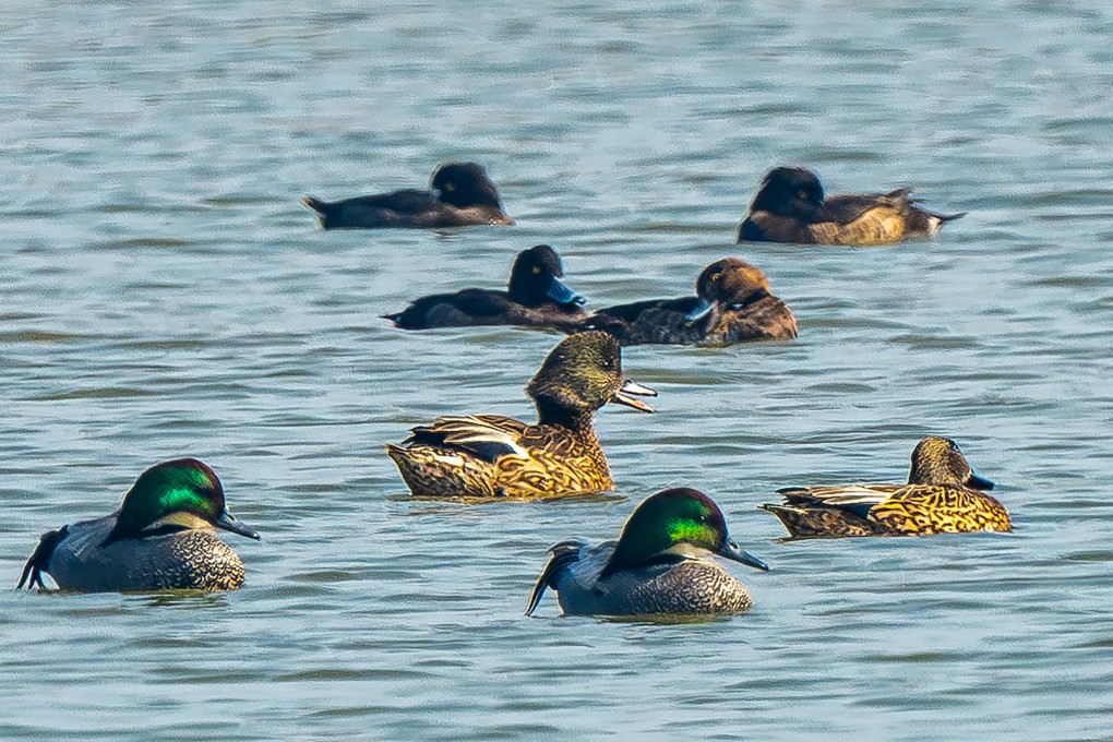 The Hong Kong Bird Watching Society has worked with fishermen to build three wetlands for birds in the northwest New Territories. Photo: HKBWS