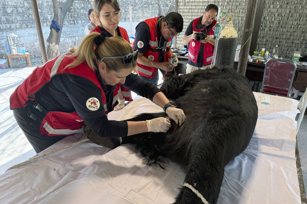 Veterinarians from an animal welfare organisation Four Paws conduct a medical treatment to a black bear called Rocky at Islamabad Zoo, in Islamabad, Pakistan, on Sunday. Photo: AP