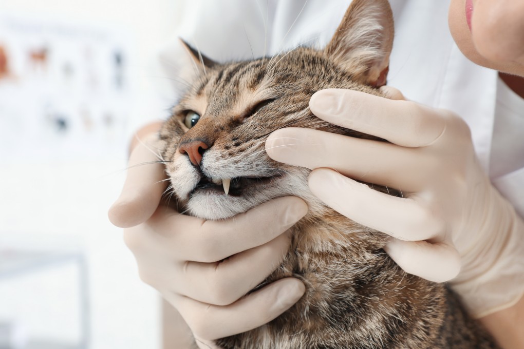 Check your cat’s teeth for signs of trouble. Are teeth missing or damaged? Do the gums appear red or inflamed? Is there tartar? If you notice any of these issues, a visit to the vet is essential. Photo: Shutterstock