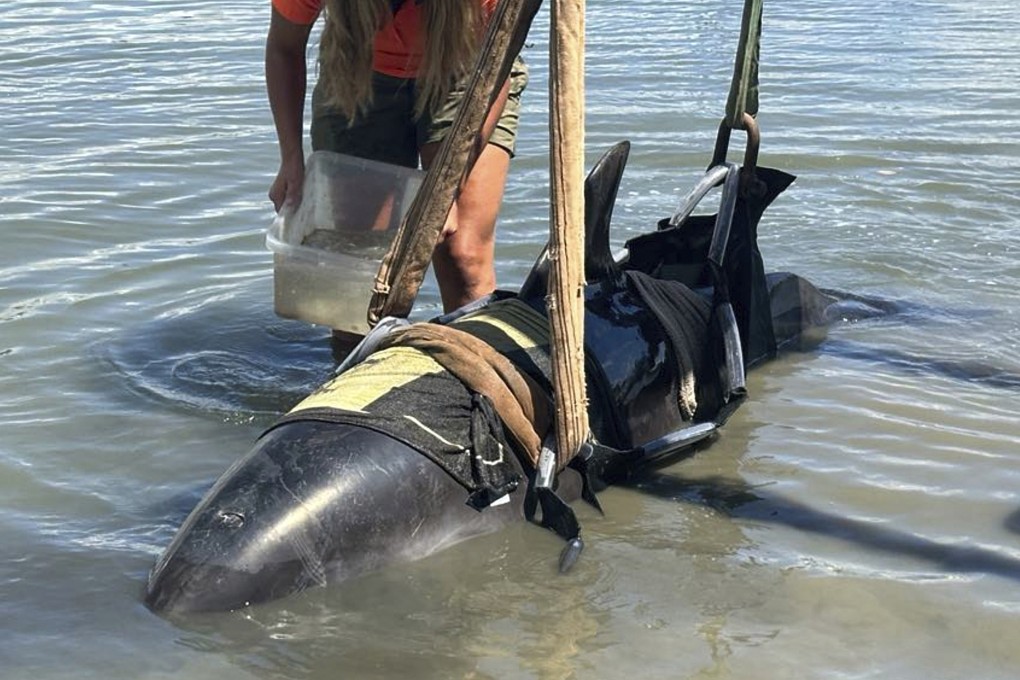 A member of New Zealand’s Department of Conservation tends to the dolphin at Waitangi after it was removed from the fishing boat. Photo: Department of Conservation via AP