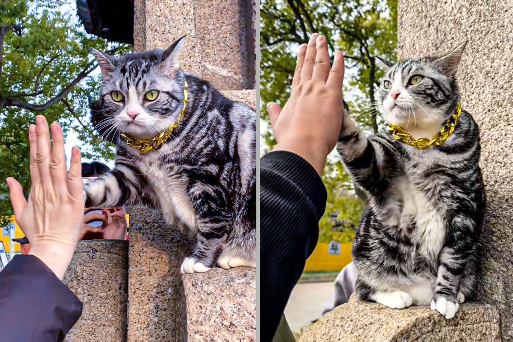 A friendly feline at a temple in China has been dubbed the “high-five cat” because of the way in which it raises its paw to greet visitors. Photo: SCMP composite/Douyin