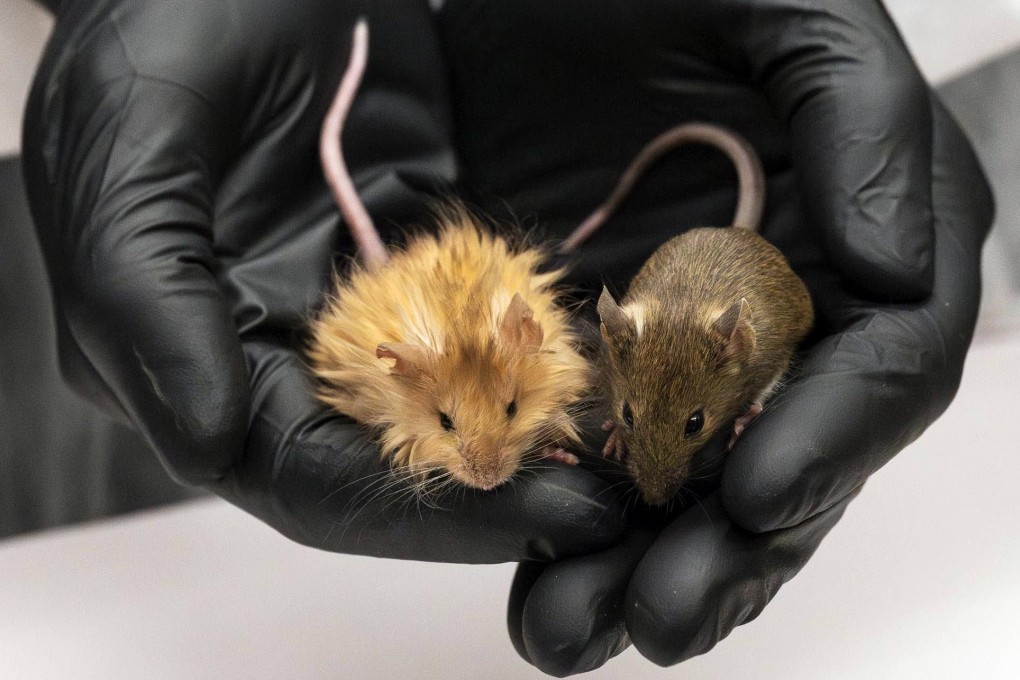 A genetically edited mouse (left) with long, thick, woolly hair is held next to a regular mouse at a lab in Dallas, Texas. Photo: Colossal Biosciences via AP