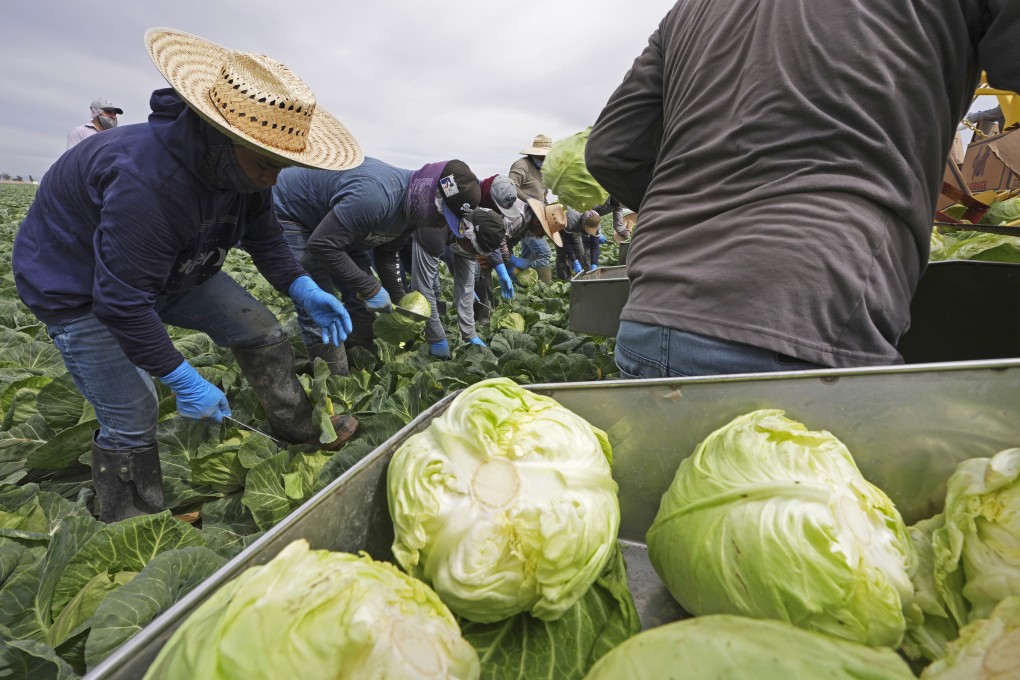 Workers harvest cabbage in Holtville, California, on Wednesday. Photo: AP