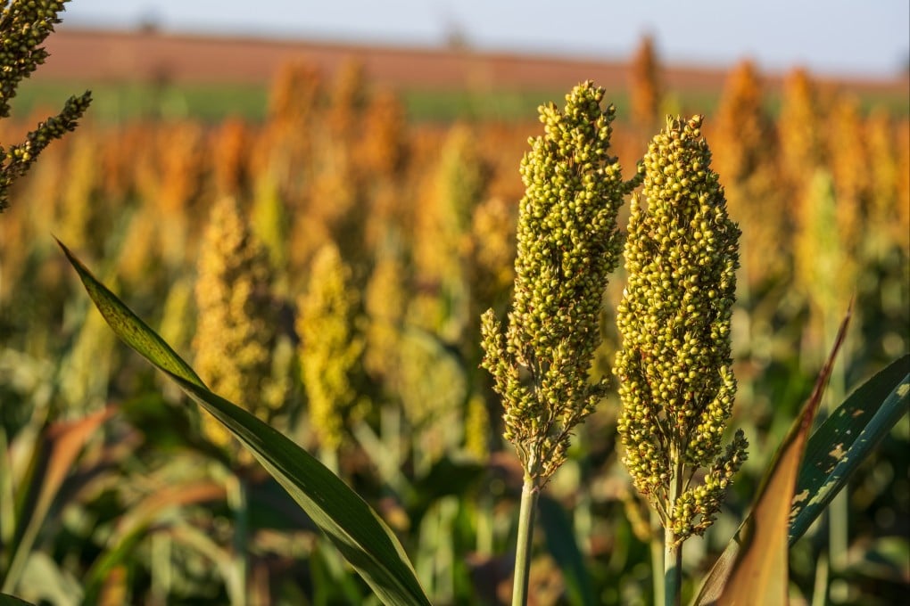 China imports 83 per cent of the world’s sorghum, mainly from the US. Photo: Shutterstock