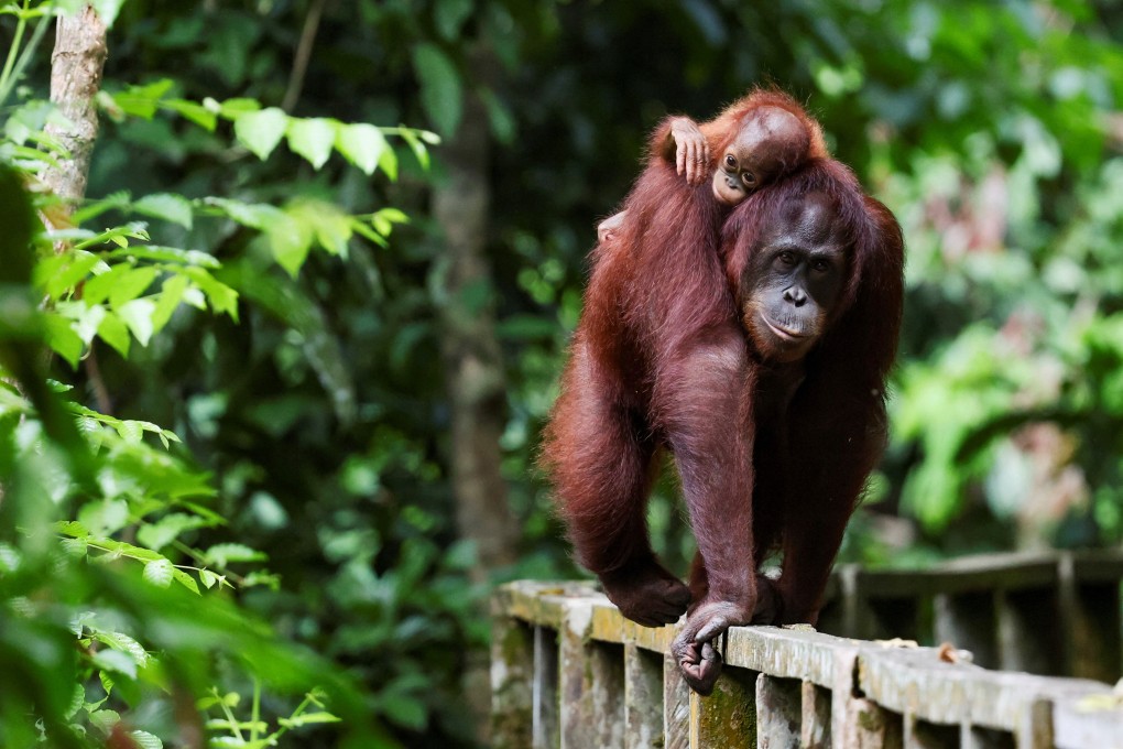 A Bornean orangutan carries her child at a rehabilitation centre in Sepilok, Malaysia, on August 17, 2024. Photo: Reuters