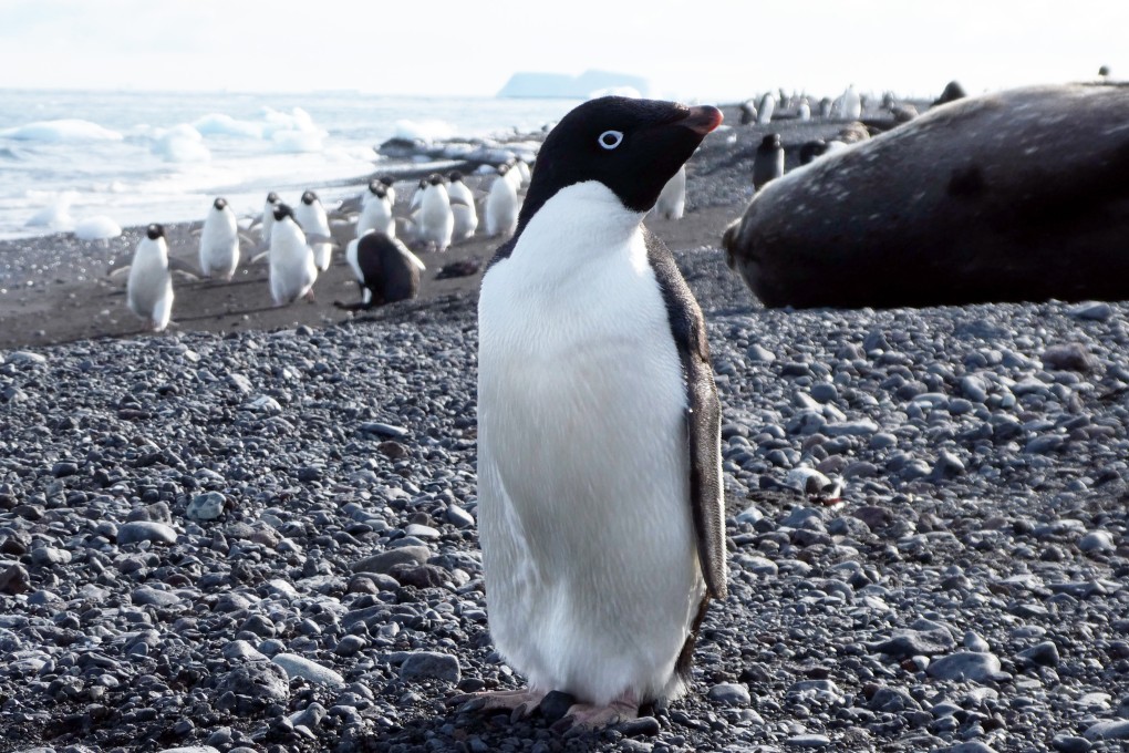 Adélie penguins. Photo: Jamie Wood