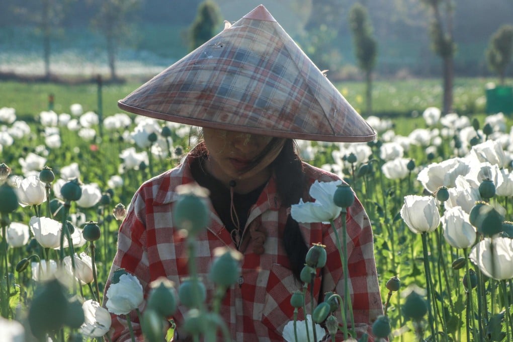 A woman works in an illegal poppy field on the border of Myanmar’s Kayin and Shan states. Photo: AFP