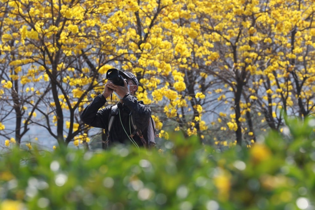 Golden trumpet trees, which blossom in spring for a brief time, are popular with Hong Kong photographers. Photo: Edmond So