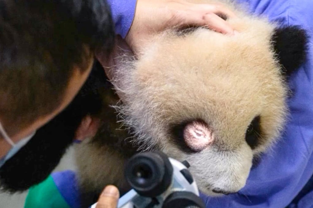 “Elder Sister”, one of Hong Kong’s giant panda twin cubs, has injured her right eyelid. Photo: Ocean Park