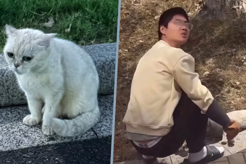 A man in China who tortured a cat to death has been detained after his actions sparked a wave of social media anger. Photo: SCMP composite/RedNote/Douyin