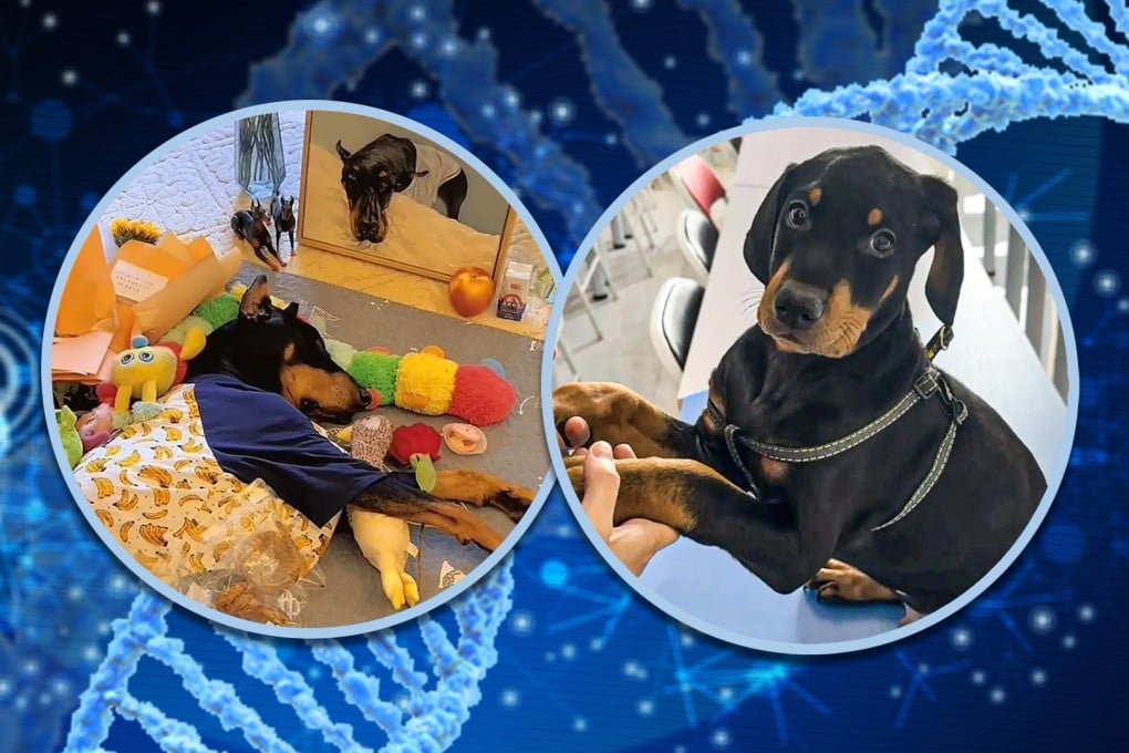 A woman in China has paid US$22,000 to clone her late dog, sparking curiosity and debate online. Photo: SCMP composite/Shutterstock/QQ.com