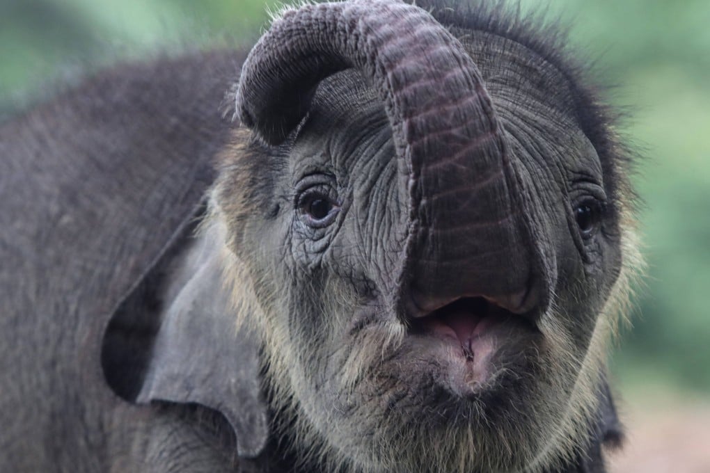 The rescued two-month-old male wild Sumatran elephant is seen at the Minas Elephant Training Centre in Indonesia’s Riau province on Tuesday, Photo: AFP