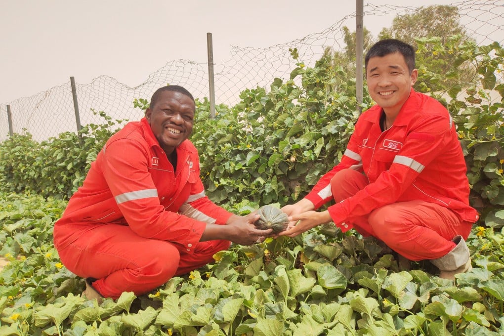 China Dukung Proyek Great Green Wall Afrika Lawan Perluasan Gurun Sahara
