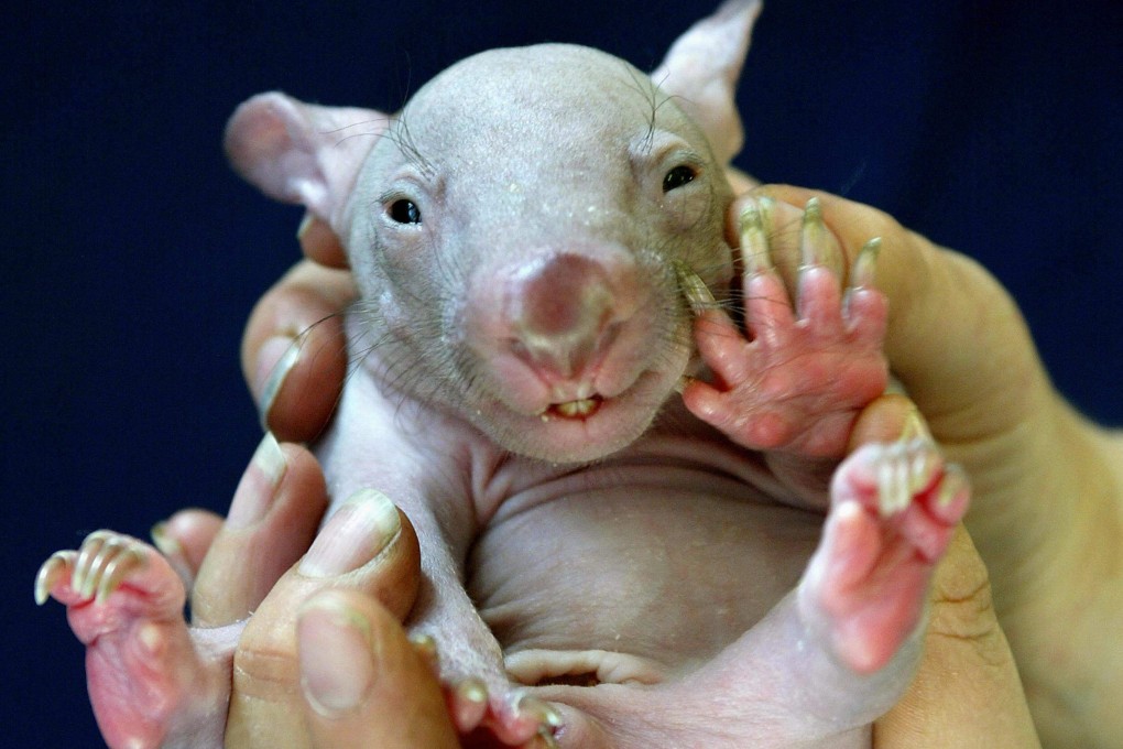 A baby wombat at Sydney’s Taronga Zoo in Australia. Photo: AFP