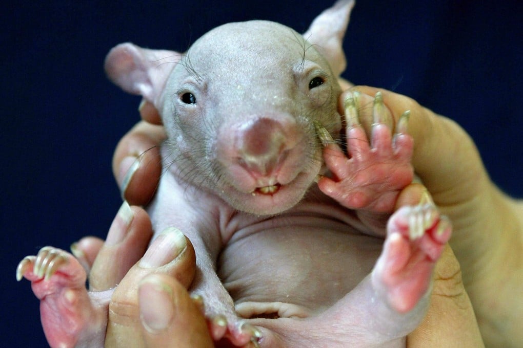 A baby wombat at Sydney’s Taronga Zoo in Australia. Photo: AFP